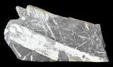 Wide Fossil Seed Fern Plate - Pennsylvania #53693-2